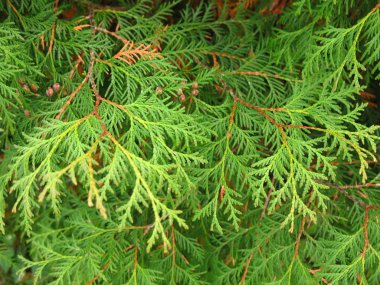 Kahverengi böğürtlenli ardıç dalları