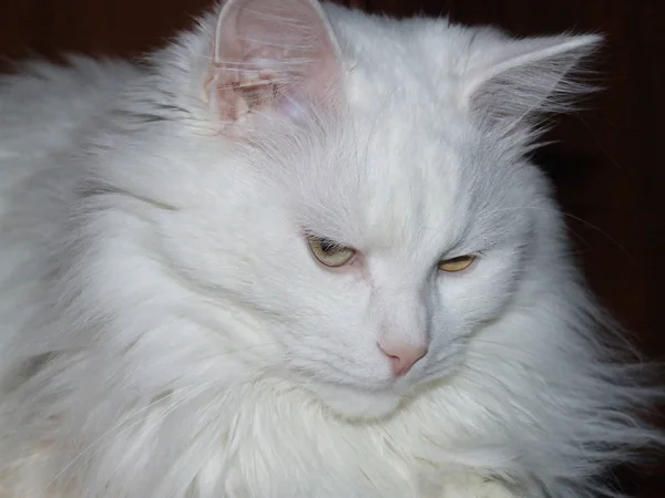 Gato Blanco Acostado Alfombra — Foto de Stock