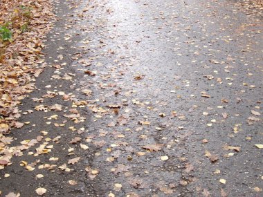 Yapraklı sonbahar asfaltı