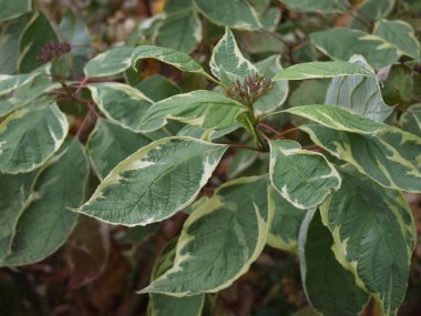 Kenarlarında sarı kenarı olan çalıların yeşil yaprakları.