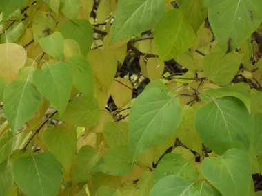 Çalıların üçgen yeşil yaprakları