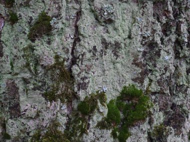 Ağaç kabuğu closeup yeşil yosun ile