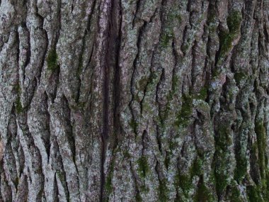 Yaşlı bir meşe ağacının kabuğu yosunlu.