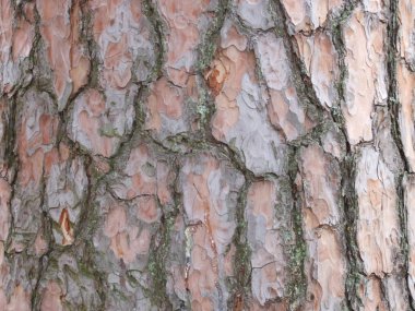 Kahverengi çam ağacı kabuklu.