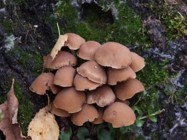 Ormanda sonbahar doğal mantarları