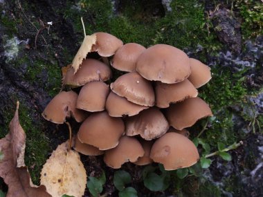 Ormanda sonbahar doğal mantarları