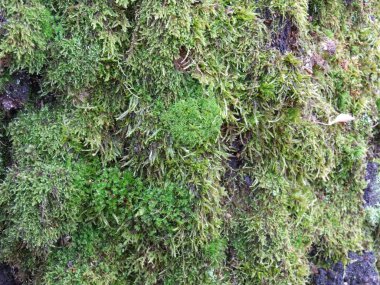 Ağaç kabuğu closeup yeşil yosun ile
