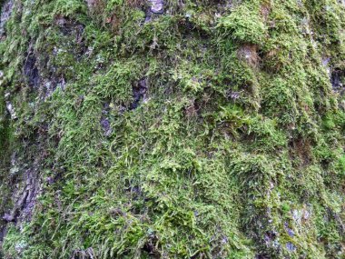 Ağaç kabuğu closeup yeşil yosun ile