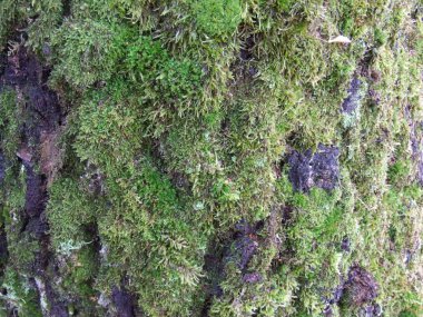 Ağaç kabuğu closeup yeşil yosun ile