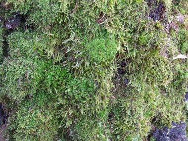 Ağaç kabuğu closeup yeşil yosun ile