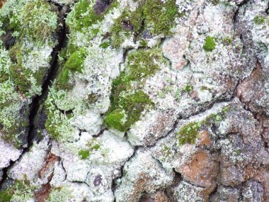 Ağaç kabuğu closeup yeşil yosun ile