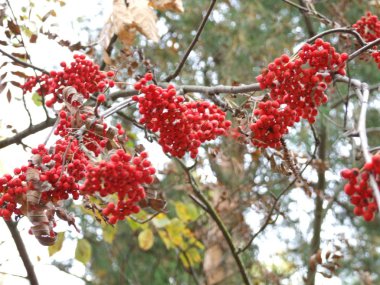 Sonbaharda kızıl dağ küllerinden oluşan kümeler