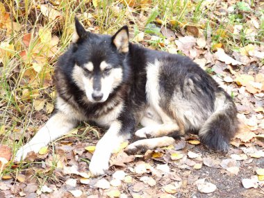 Sonbaharda dinlenen başıboş bir köpek