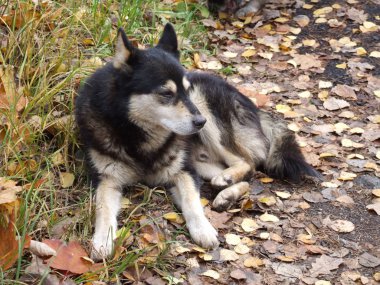 Sonbaharda dinlenen başıboş bir köpek
