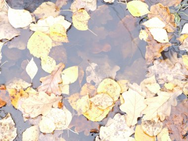 Suya sarı sonbahar yaprakları