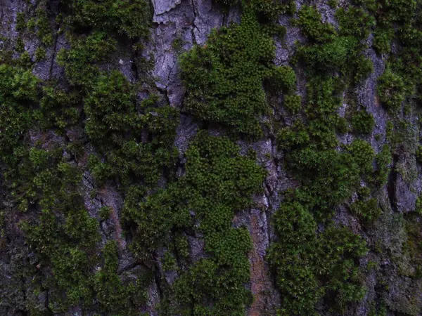 Closeup Kůra Stromu Zeleným Mechem — Stock fotografie