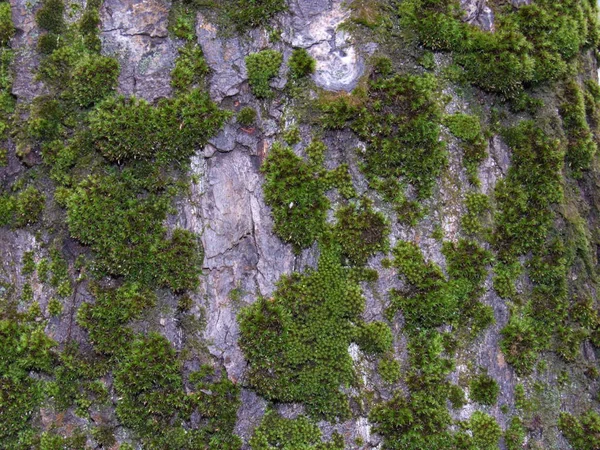 Casca Árvore Close Com Musgo Verde — Fotografia de Stock