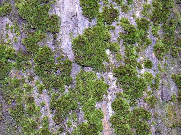 緑の苔で木の樹皮のクローズ アップ — ストック写真
