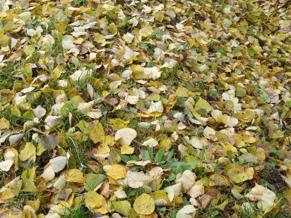 Autunno Foglie Gialle Terra — Foto Stock