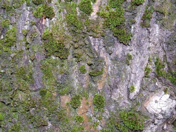 Casca Árvore Close Com Musgo Verde — Fotografia de Stock