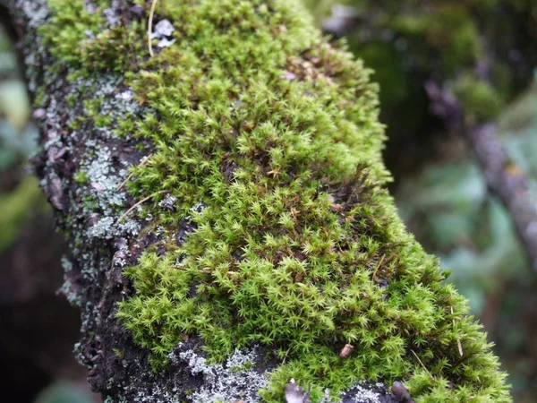 緑の苔で木の樹皮のクローズ アップ — ストック写真
