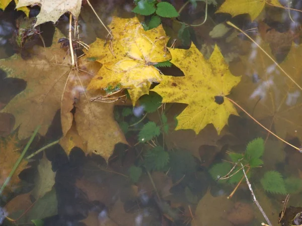 Feuilles Érable Brillantes Automne Dans Eau — Photo