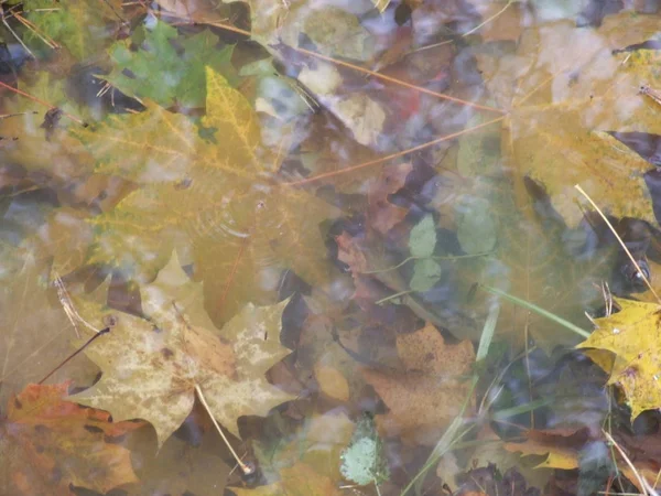 Feuilles Érable Brillantes Automne Dans Eau — Photo