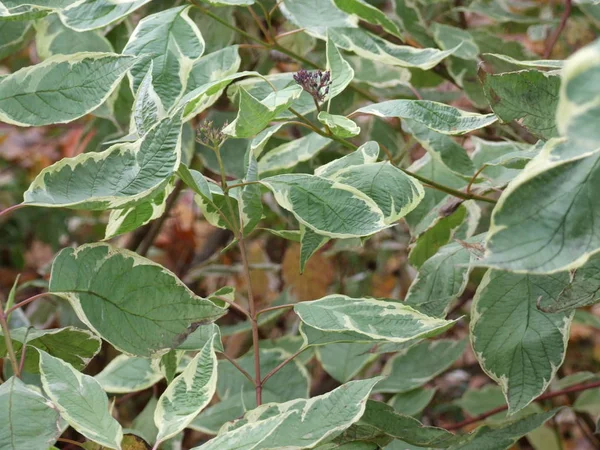 Hojas Verdes Del Arbusto Con Borde Amarillo Los Bordes — Foto de Stock