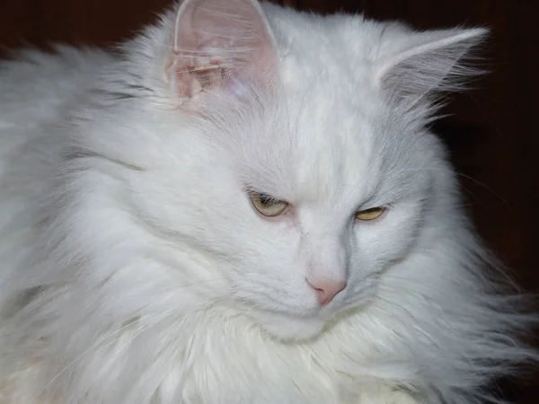 Focinho Gato Branco Deitado Tapete — Fotografia de Stock