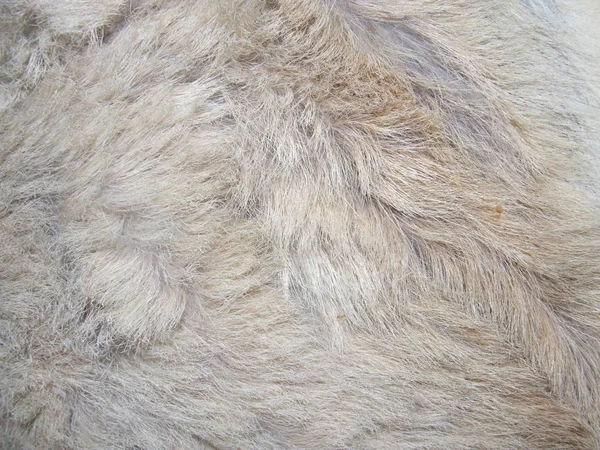 Goat Skin Coarse Wool White — Stock Photo, Image