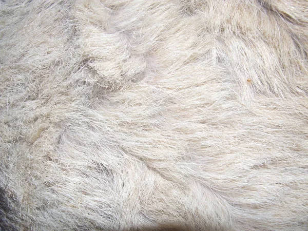 Goat Skin Coarse Wool White — Stock Photo, Image
