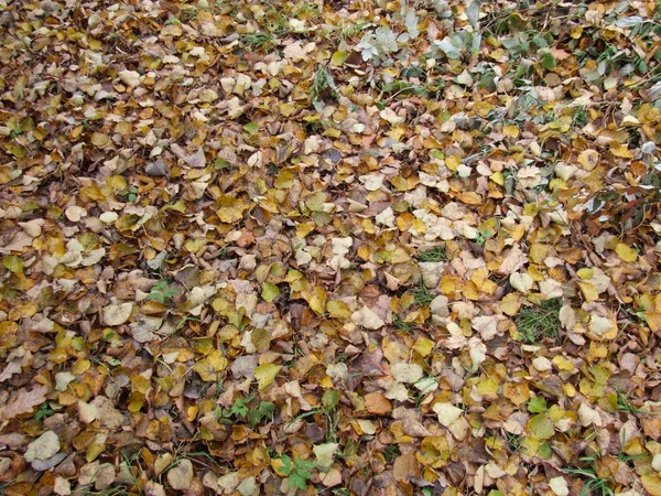 Autunno Foglie Gialle Terra — Foto Stock