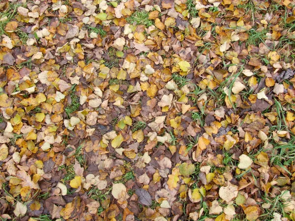 Autunno Foglie Gialle Terra — Foto Stock