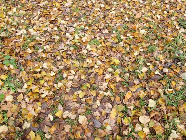 Hojas Amarillas Otoño Suelo — Foto de Stock