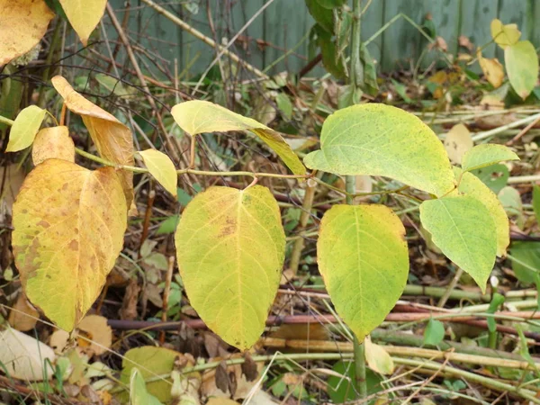 Hojas Otoño Amarillo Verde Del Arbusto — Foto de Stock