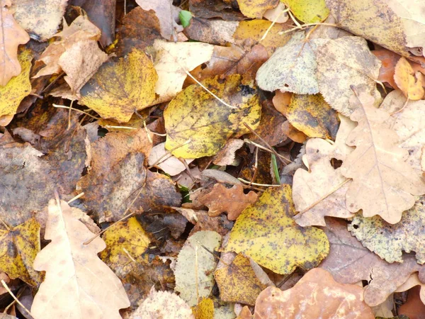 가을노란 나뭇잎 — 스톡 사진