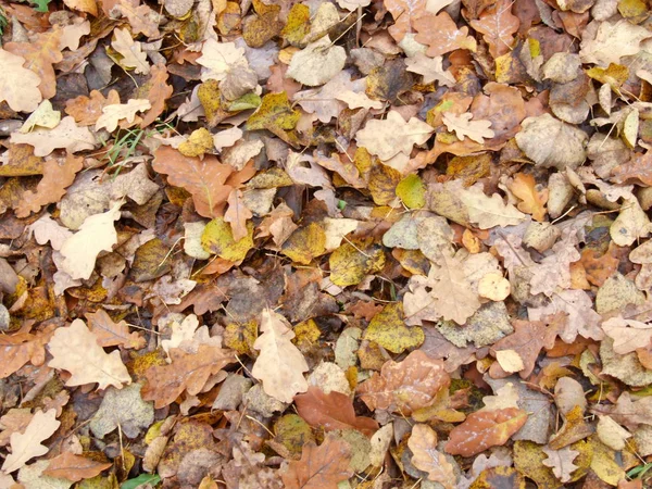 Autunno Foglie Gialle Terra — Foto Stock