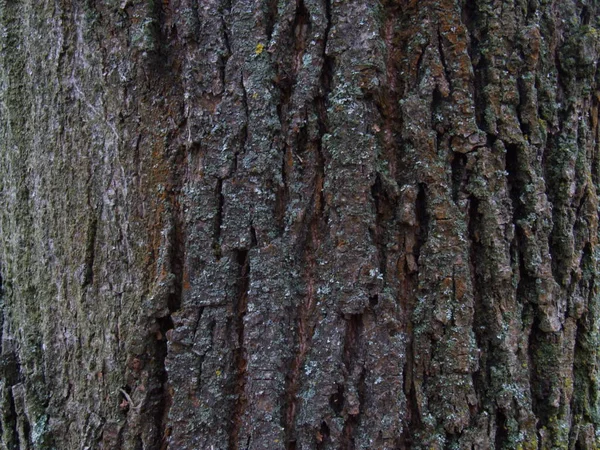 Genç Bir Meşe Ağacının Gövdesi Biraz Yosun — Stok fotoğraf