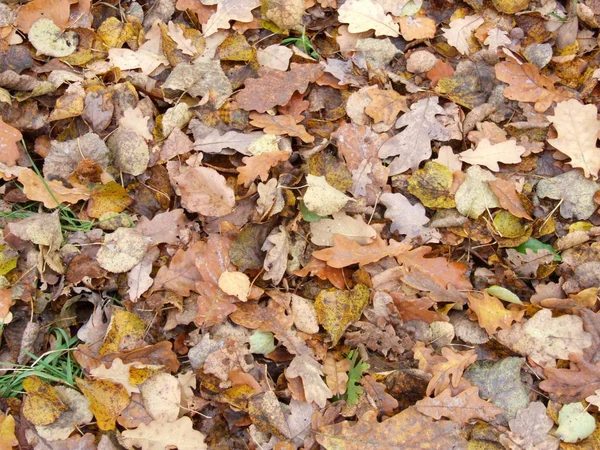 秋天的黄叶落在地上 — 图库照片