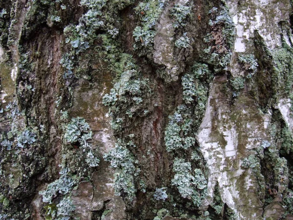 Eski Bir Huş Ağacının Gövdesine Yakın — Stok fotoğraf