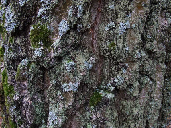 Eski Bir Huş Ağacının Gövdesine Yakın — Stok fotoğraf