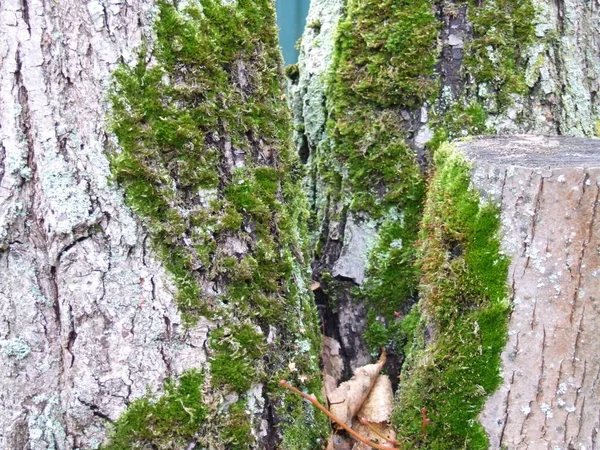 Grünes Moos Auf Dem Baum — Stockfoto