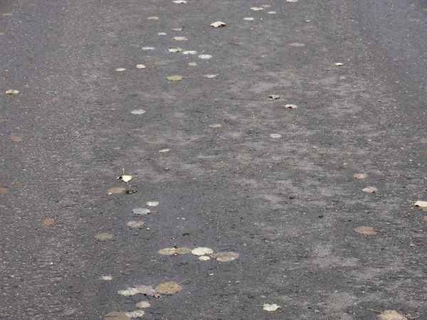Outono Asfalto Cinza Molhado Com Folhas — Fotografia de Stock