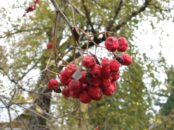 Cacho Vermelho Cinza Montanha Outono — Fotografia de Stock