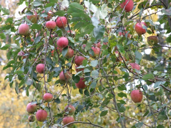 枝に成熟した赤いリンゴ — ストック写真