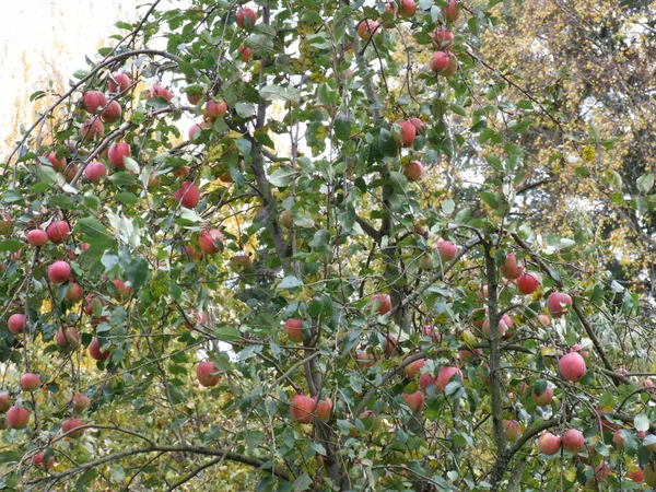 Manzanas Rojas Maduras Ramas —  Fotos de Stock