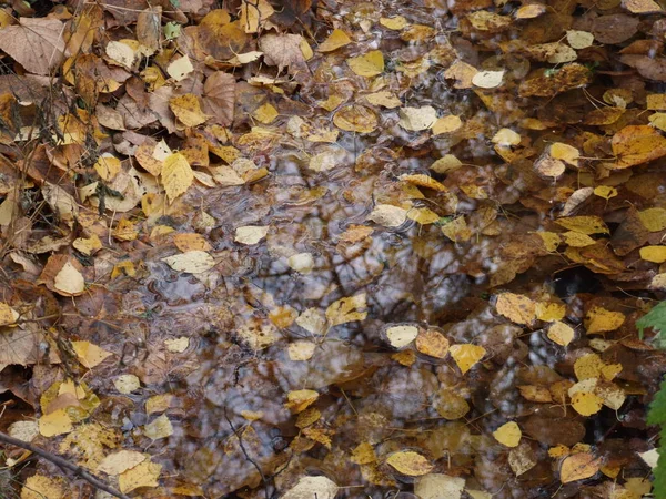 Herbstgelbe Blätter Wasser — Stockfoto