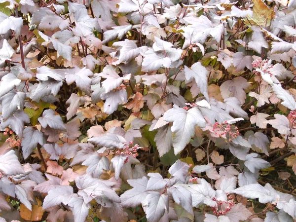 Folhas Arbusto Vermelho Outono — Fotografia de Stock