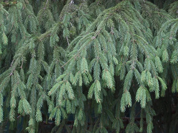 Wiszące Gałęzie Świerku Puszystymi Zielonymi Naturalnymi Igłami — Zdjęcie stockowe