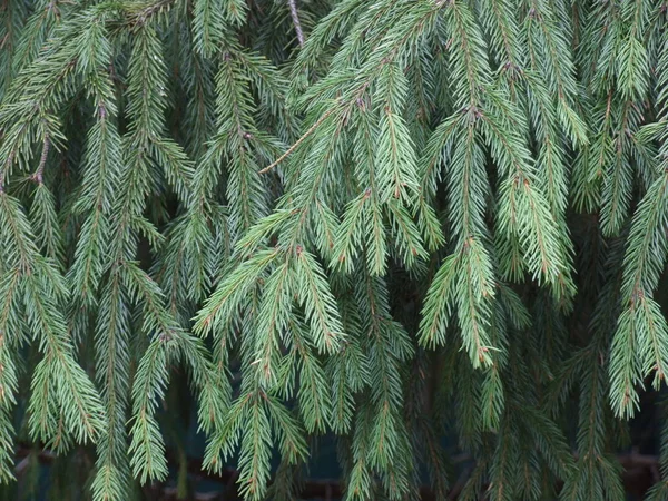 Hängande Grenar Gran Med Fluffiga Gröna Naturliga Nålar — Stockfoto